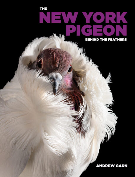Book Launch: The New York Pigeon (2nd Ed) by Andrew Garn in convo w/ Rita MacMahon + Catherine Quayle
