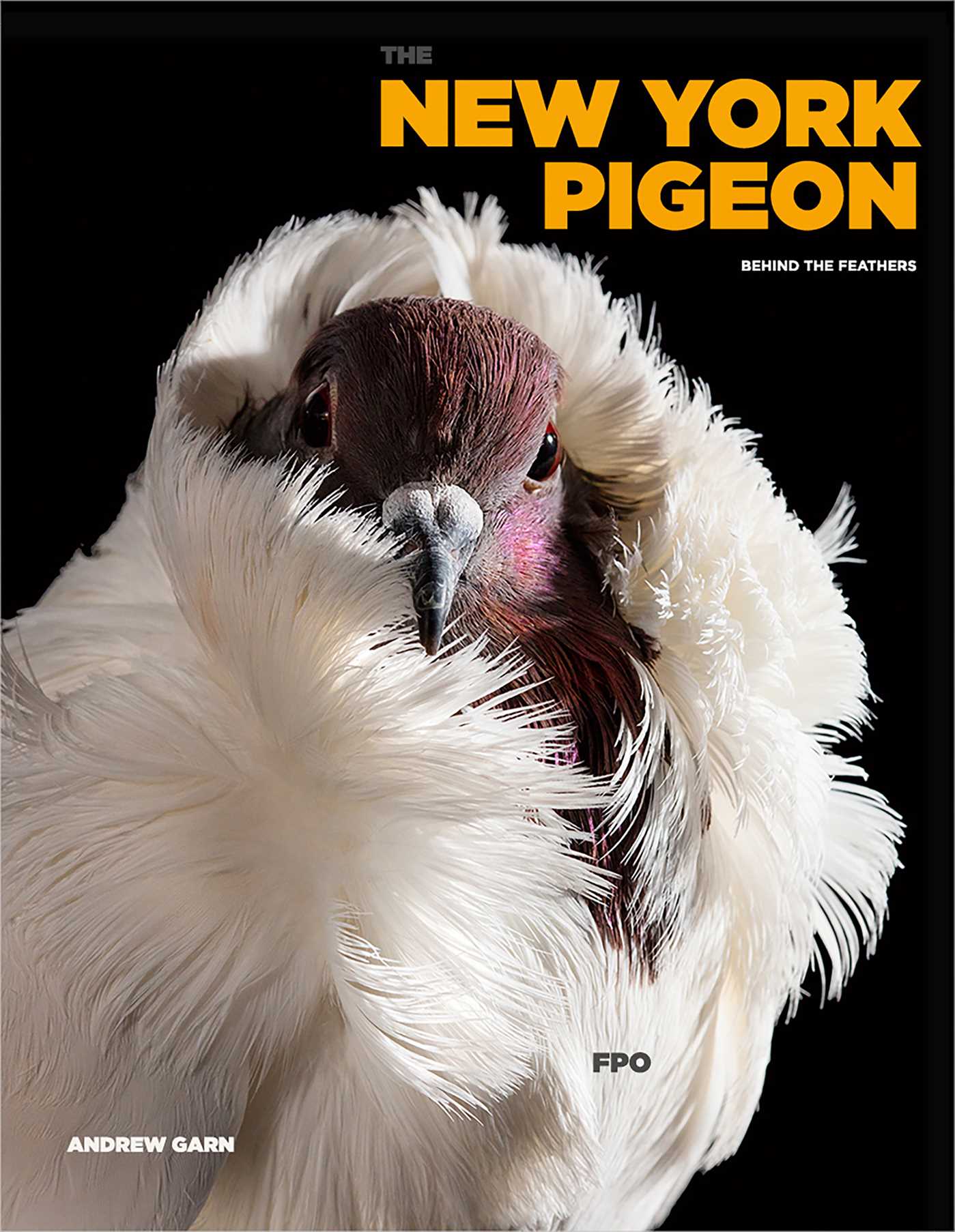 Book Launch: The New York Pigeon (2nd Ed) by Andrew Garn in convo w/ Rita MacMahon + Catherine Quayle